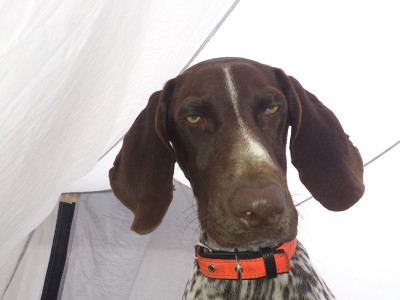 DSC_0388 м.jpg (112.6 КБ) Просмотров: 17588 DSC_0388 м.jpg