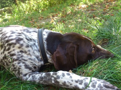 DSC_0246 м.jpg (229.97 КБ) Просмотров: 17596 DSC_0246 м.jpg